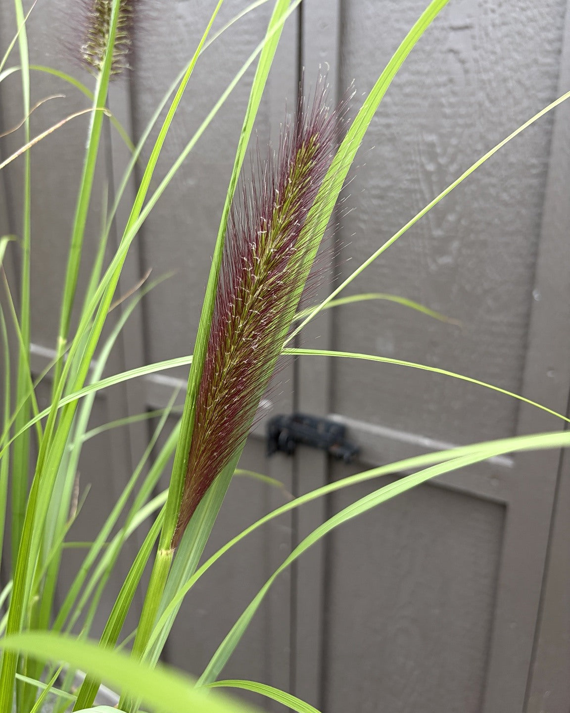 Black Beauty Fountain Grass (Pennisetum alopecuroides 'Black Beauty') — view 2