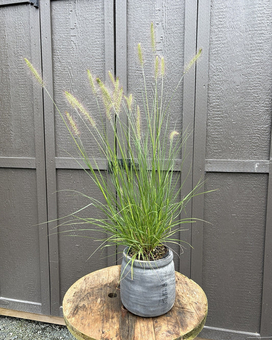 Hameln Dwarf Fountain Grass (Pennisetum alopecuroides 'Hameln') — view 1