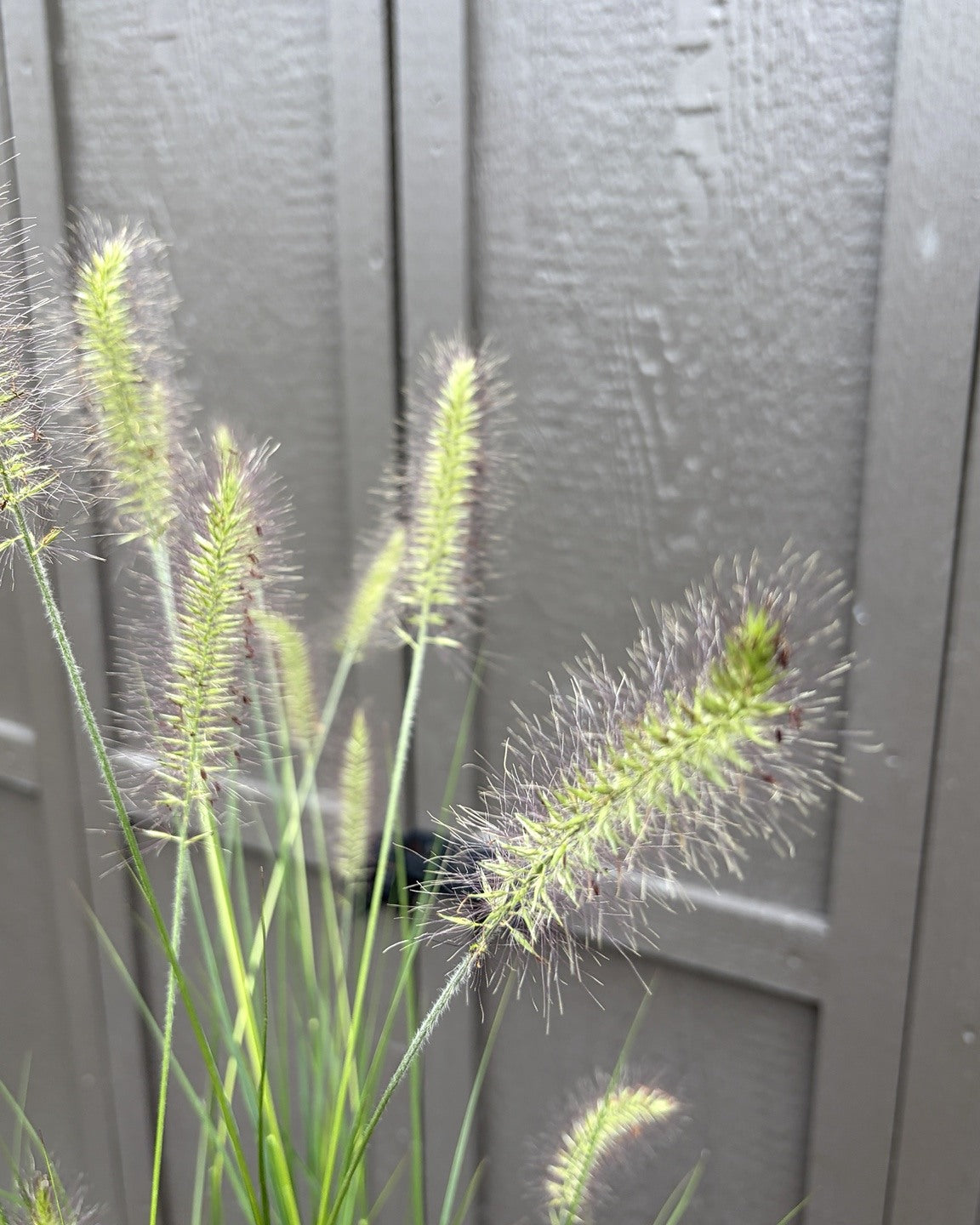 Hameln Dwarf Fountain Grass (Pennisetum alopecuroides 'Hameln') — view 2