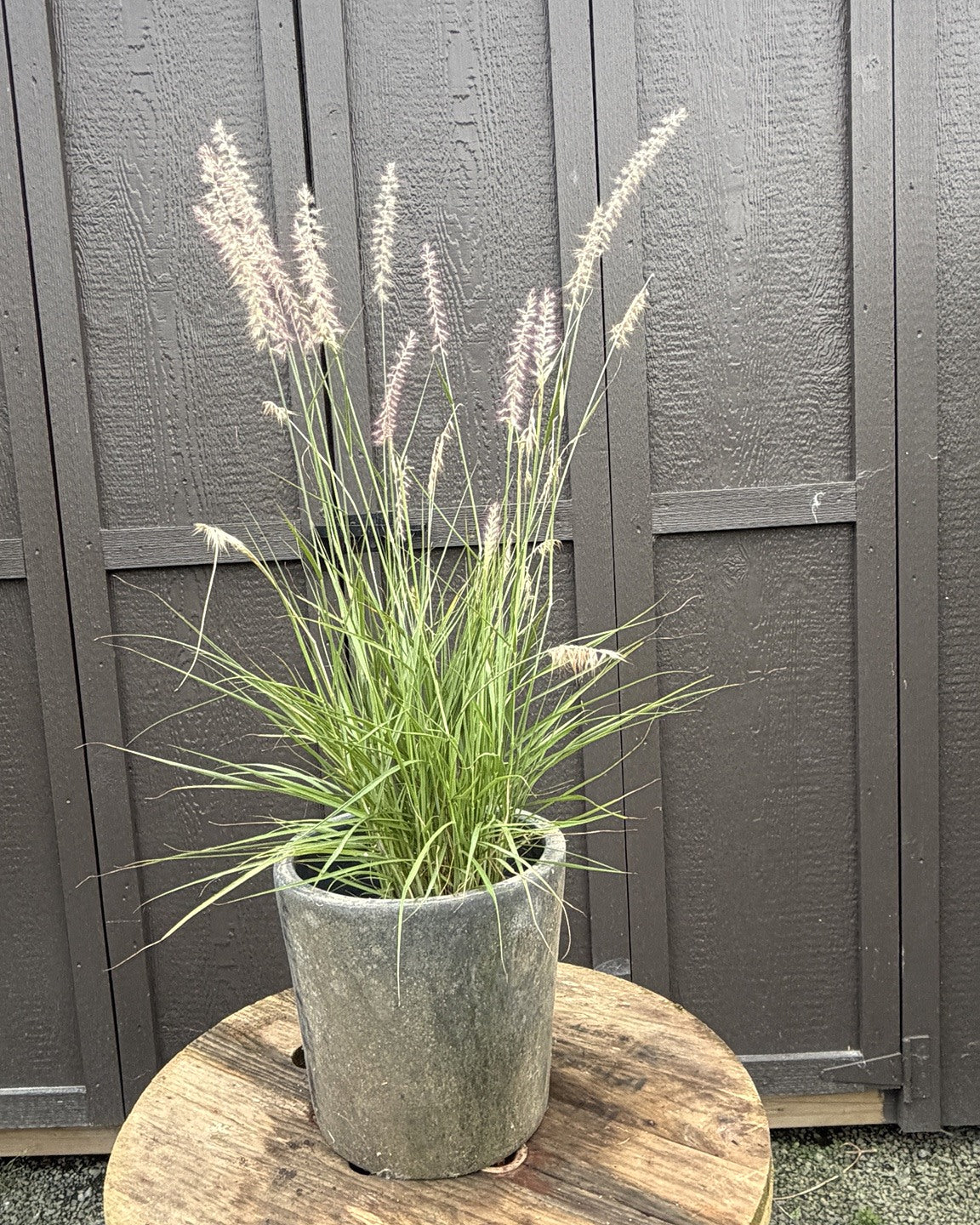 Oriental Fountain Grass (Pennisetum orientale) — view 1