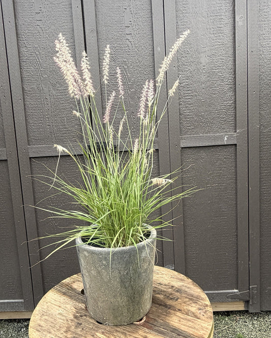 Oriental Fountain Grass (Pennisetum orientale) — view 1