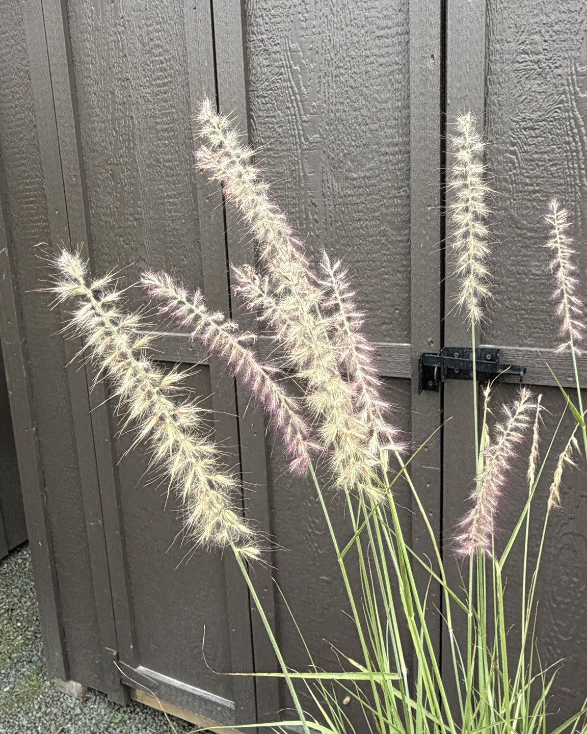 Oriental Fountain Grass (Pennisetum orientale) — view 2