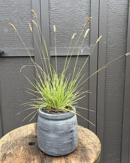 Autumn Moor Grass (Sesleria autumnalis) — view 1