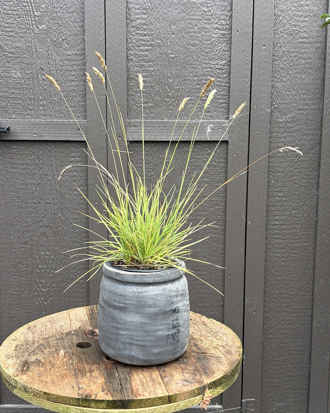 Autumn Moor Grass (Sesleria autumnalis) — view 2
