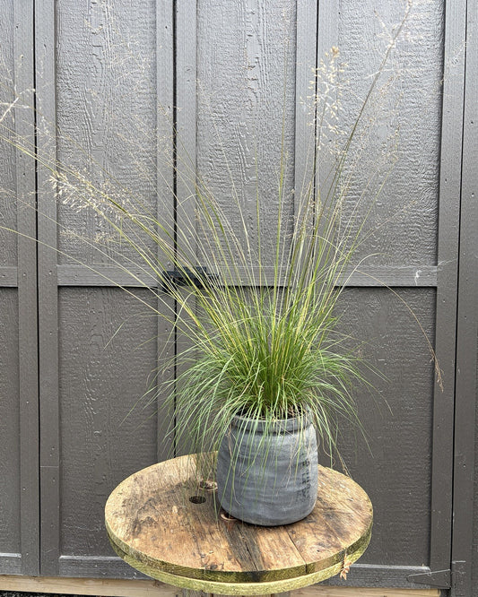 Prairie Dropseed (Sporobolus heterolepis) — view 1