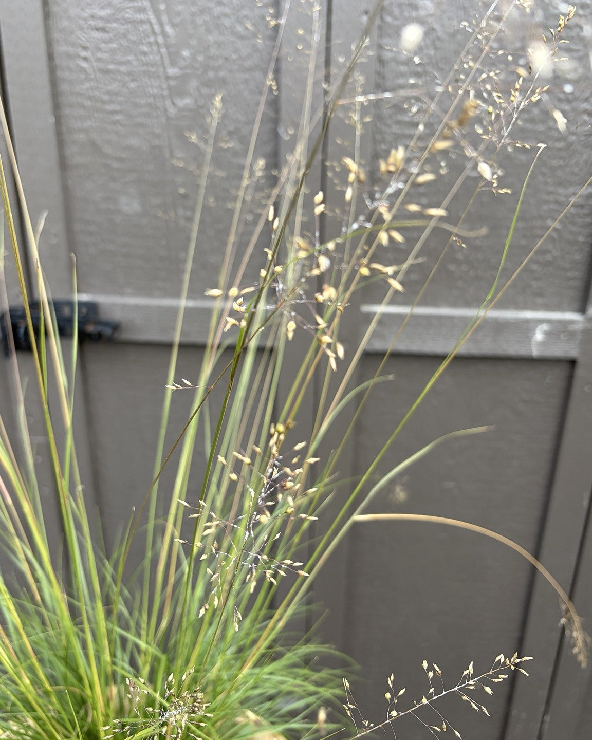 Prairie Dropseed (Sporobolus heterolepis) — view 2