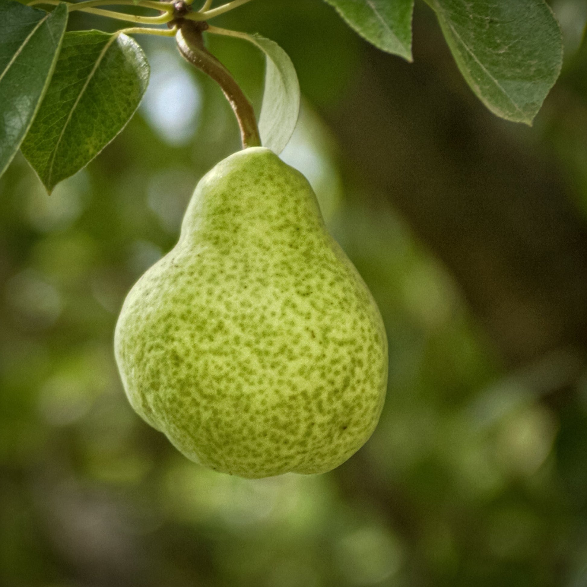 Close-up view of green Anjou Pear.