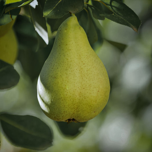 Close-up view of one bartlet pear. 