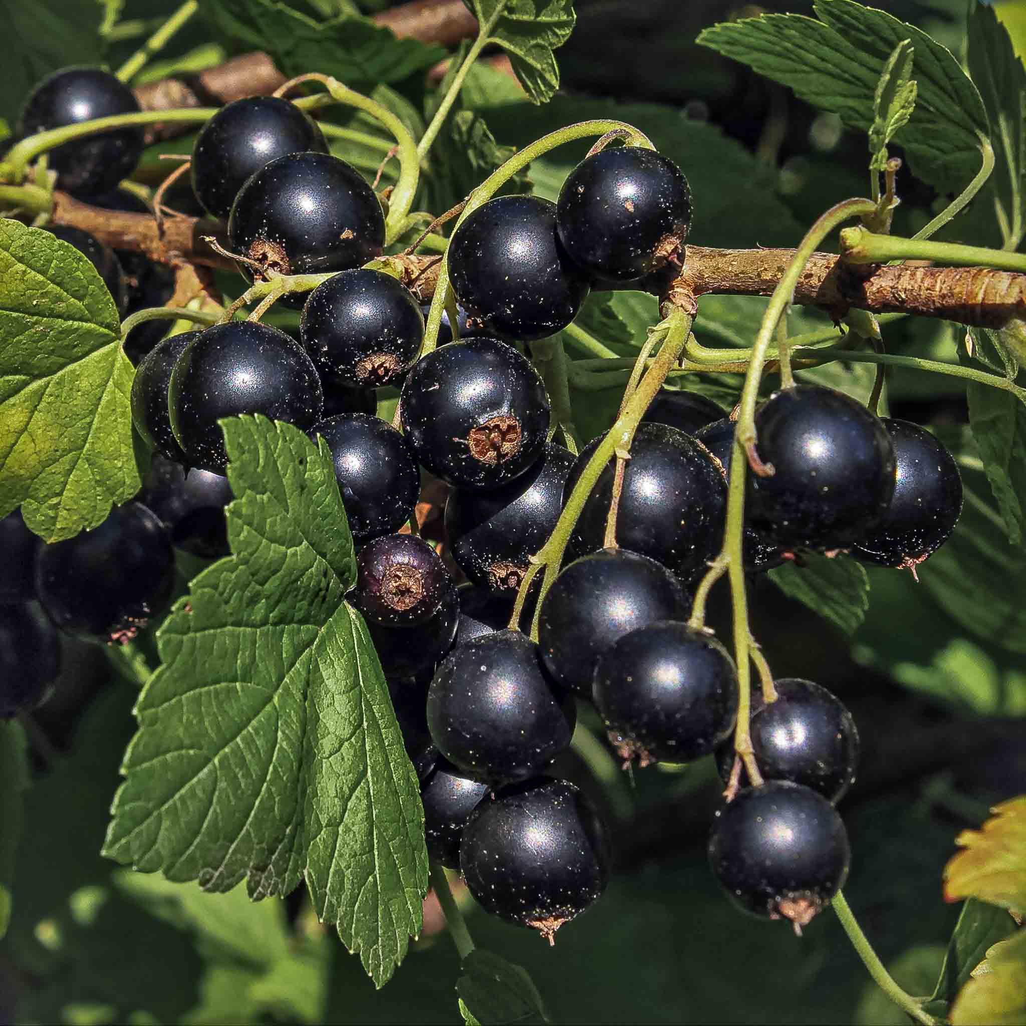 Ben Sarek Black Currant 3 Gallon