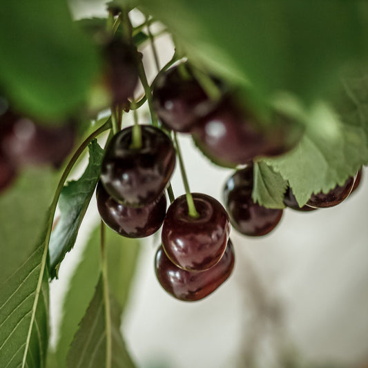 Close-up view of Bing cherries.  