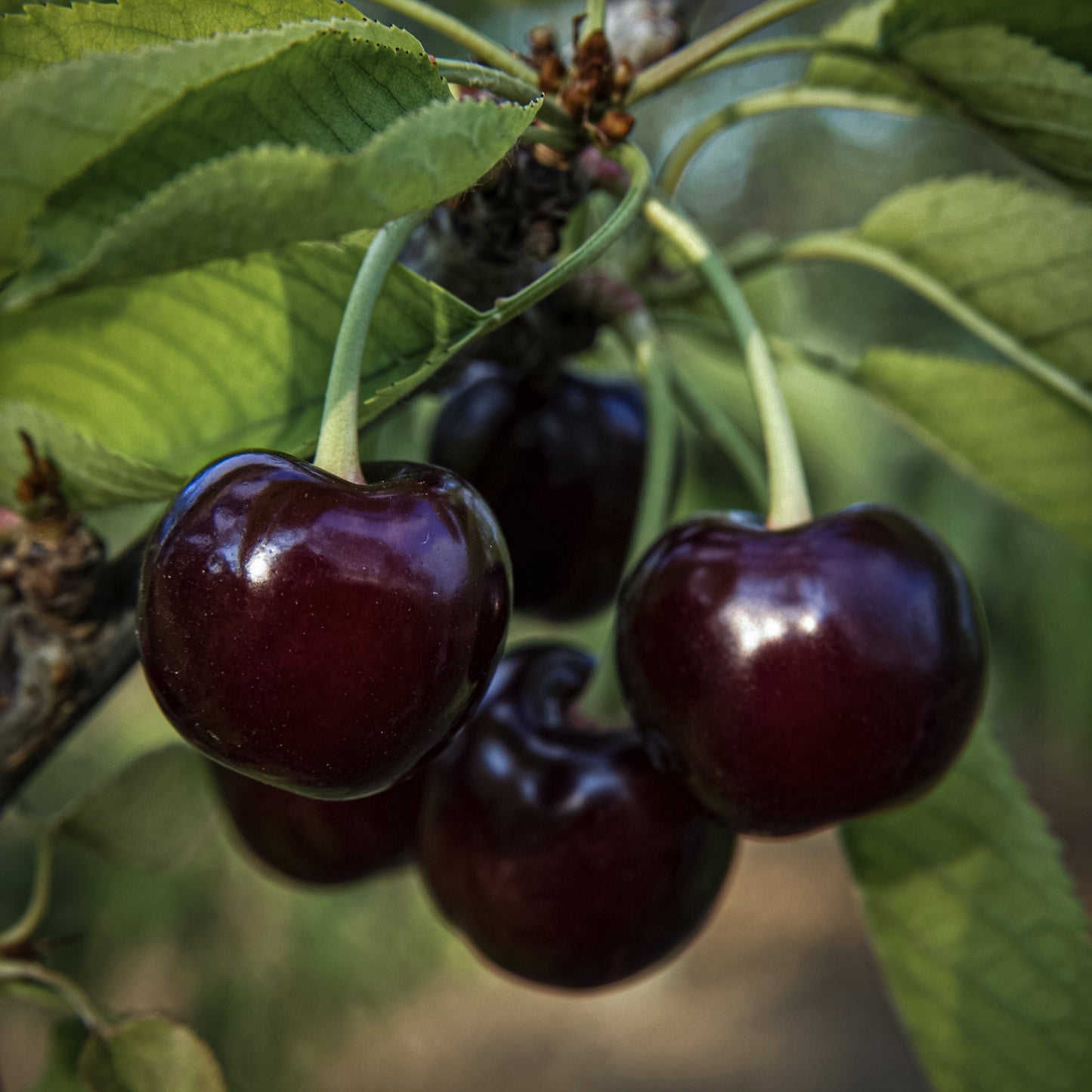 Close-up view dark burgundy Black Gold cherries. 