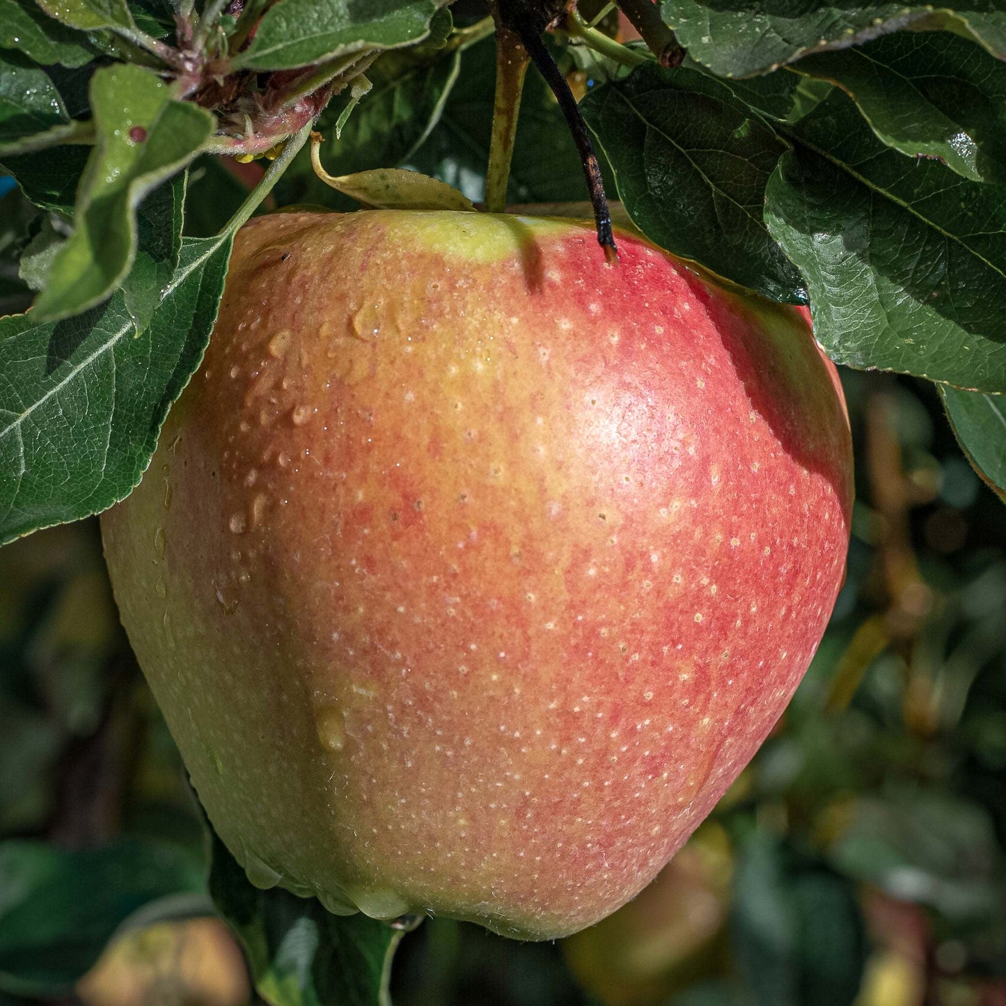 Close-up view of Braeburn apples. 