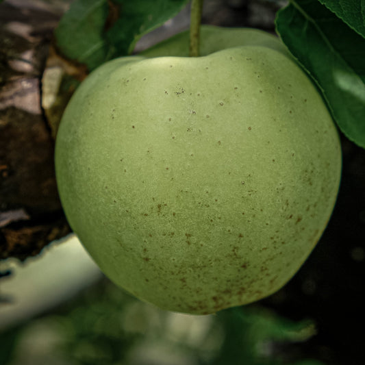 Close-up view of one green Chehalis apple. 