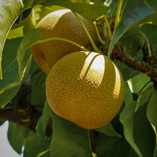 Close-up view of two Chojuro pears. 