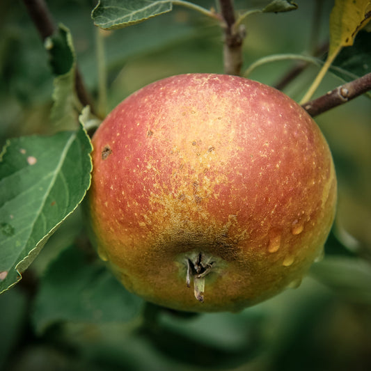 Close-up view of on Cox Orange Pippin apple.