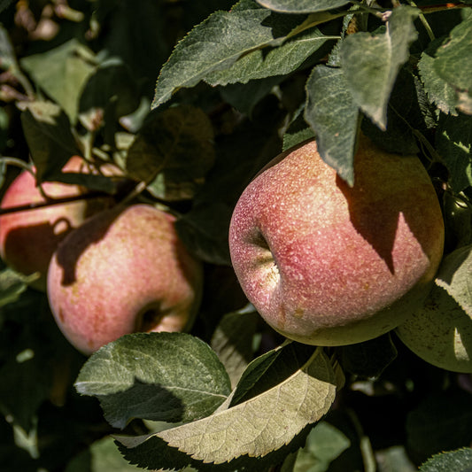 Close-up view of two pink Fuji apples. 