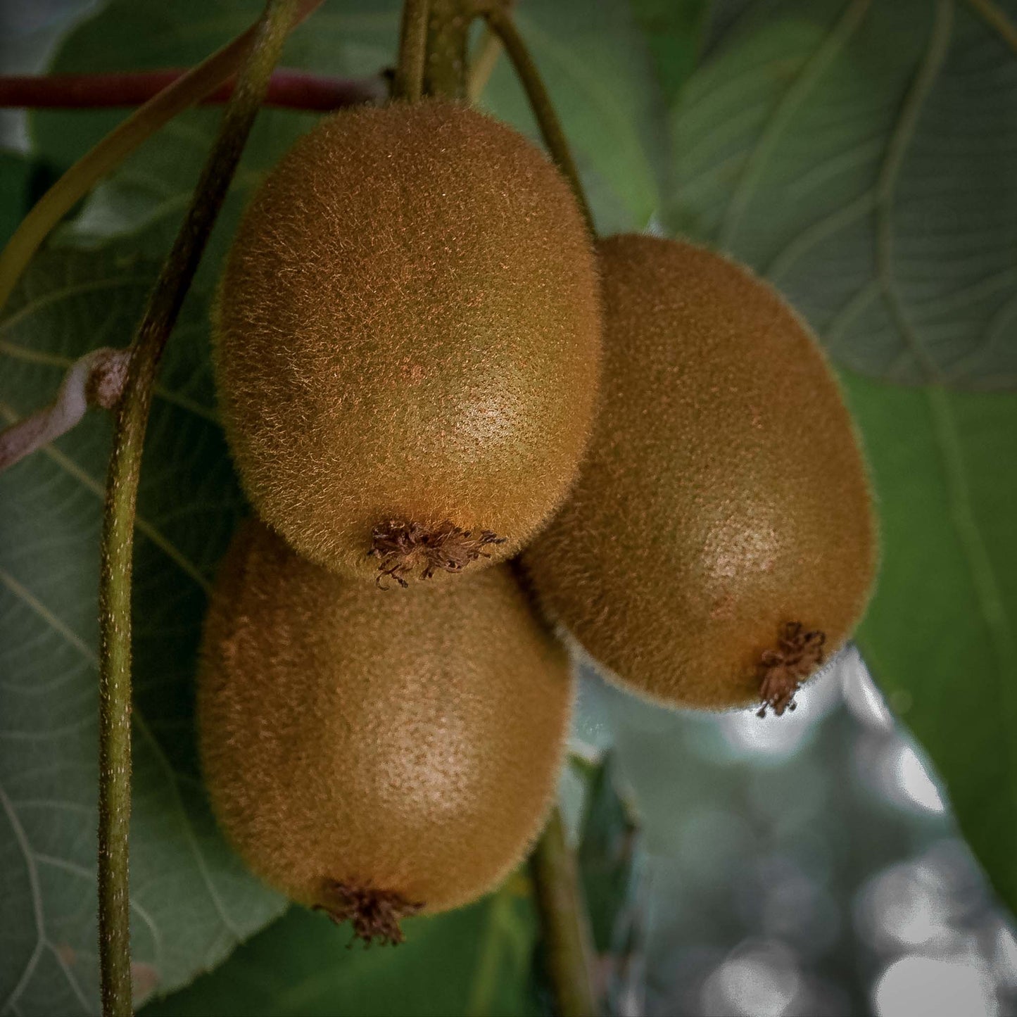 Close-up view brown Hayward Fuzzy Kiwi.