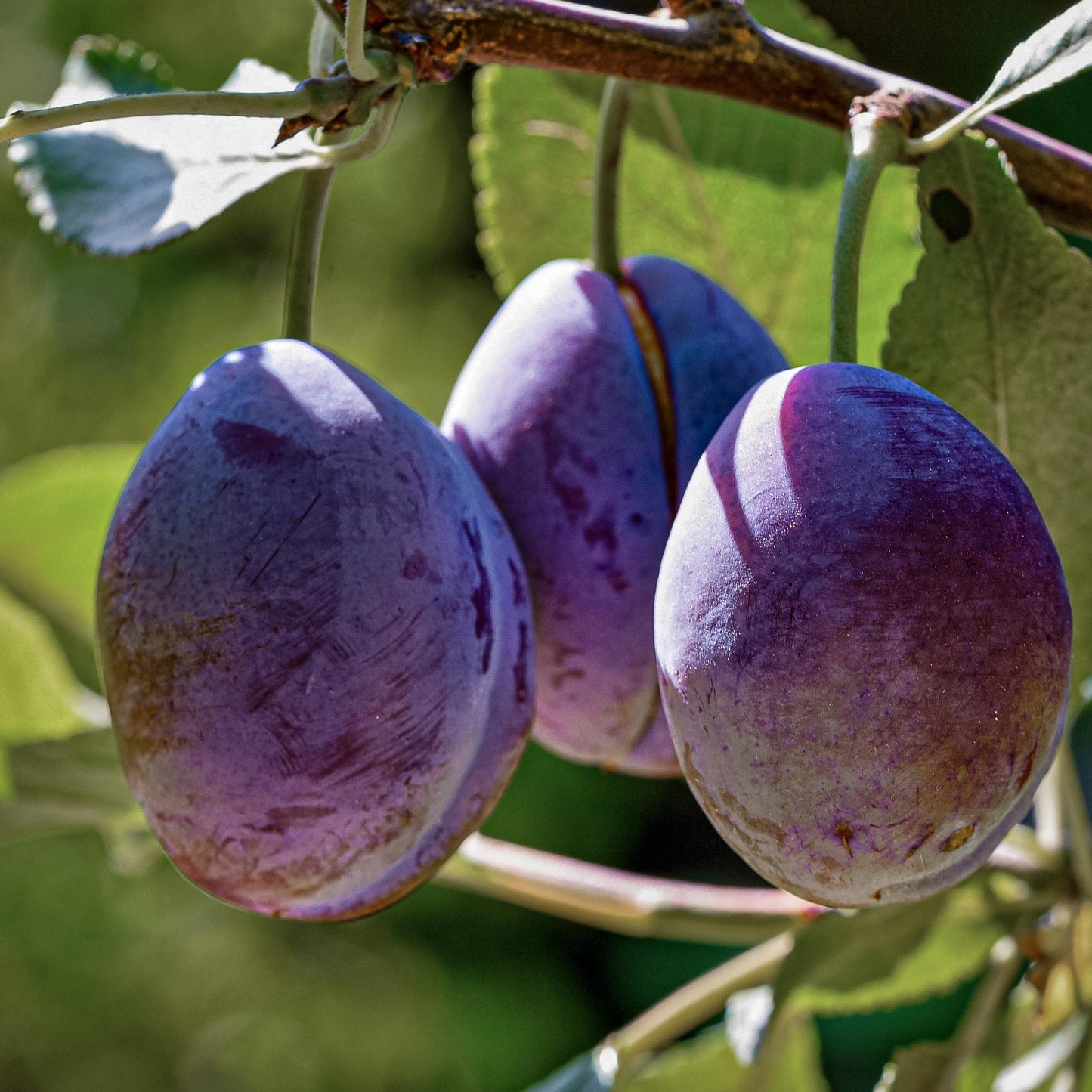 Close-up view of Italian prune, plum. 