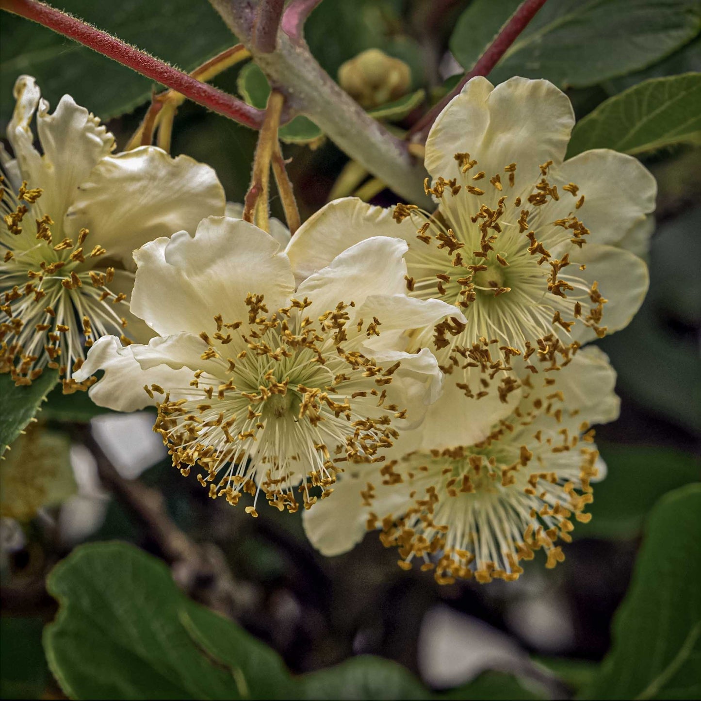 Close-up view flowers of Matua Male Fuzzy Kiwi. 