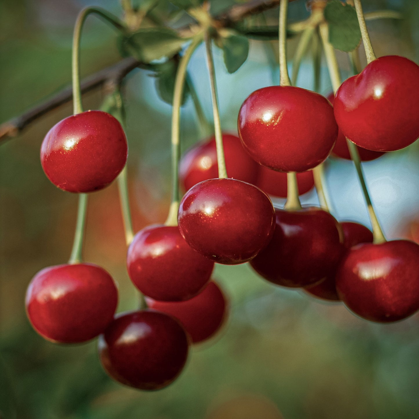 Close-up view of bright red Montmorency cherries. 