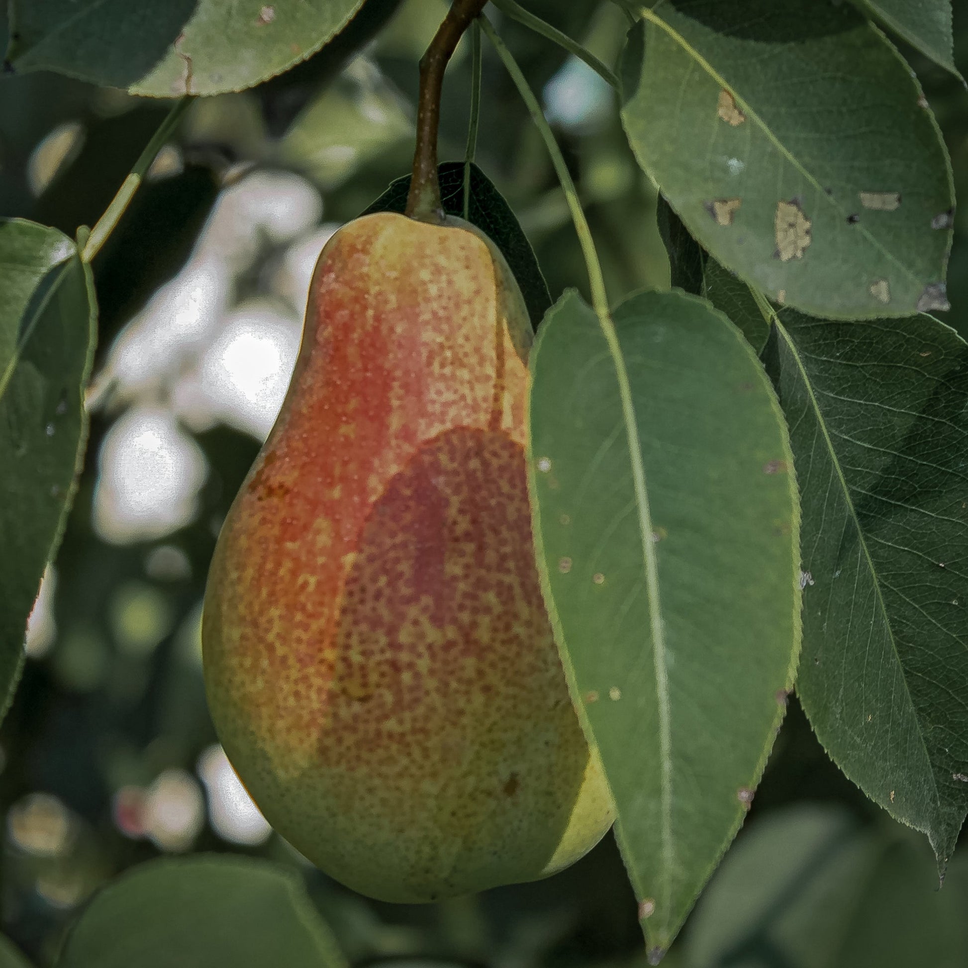 Close-up view Ocas pear.  