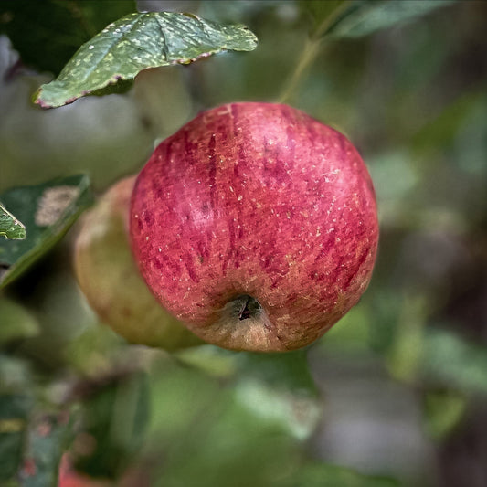Close-up view of Red Gravenstein Apples. 