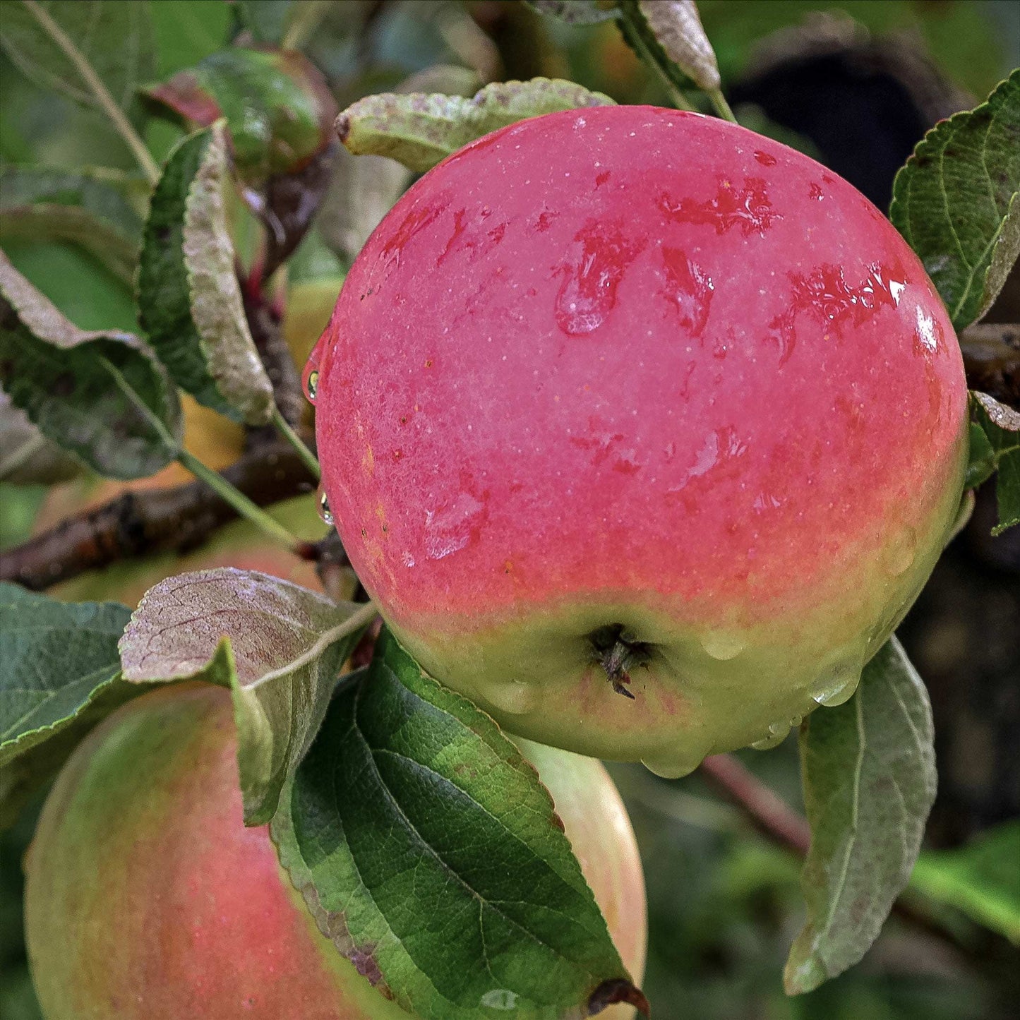 Rosy Glow Apple | Dwarf