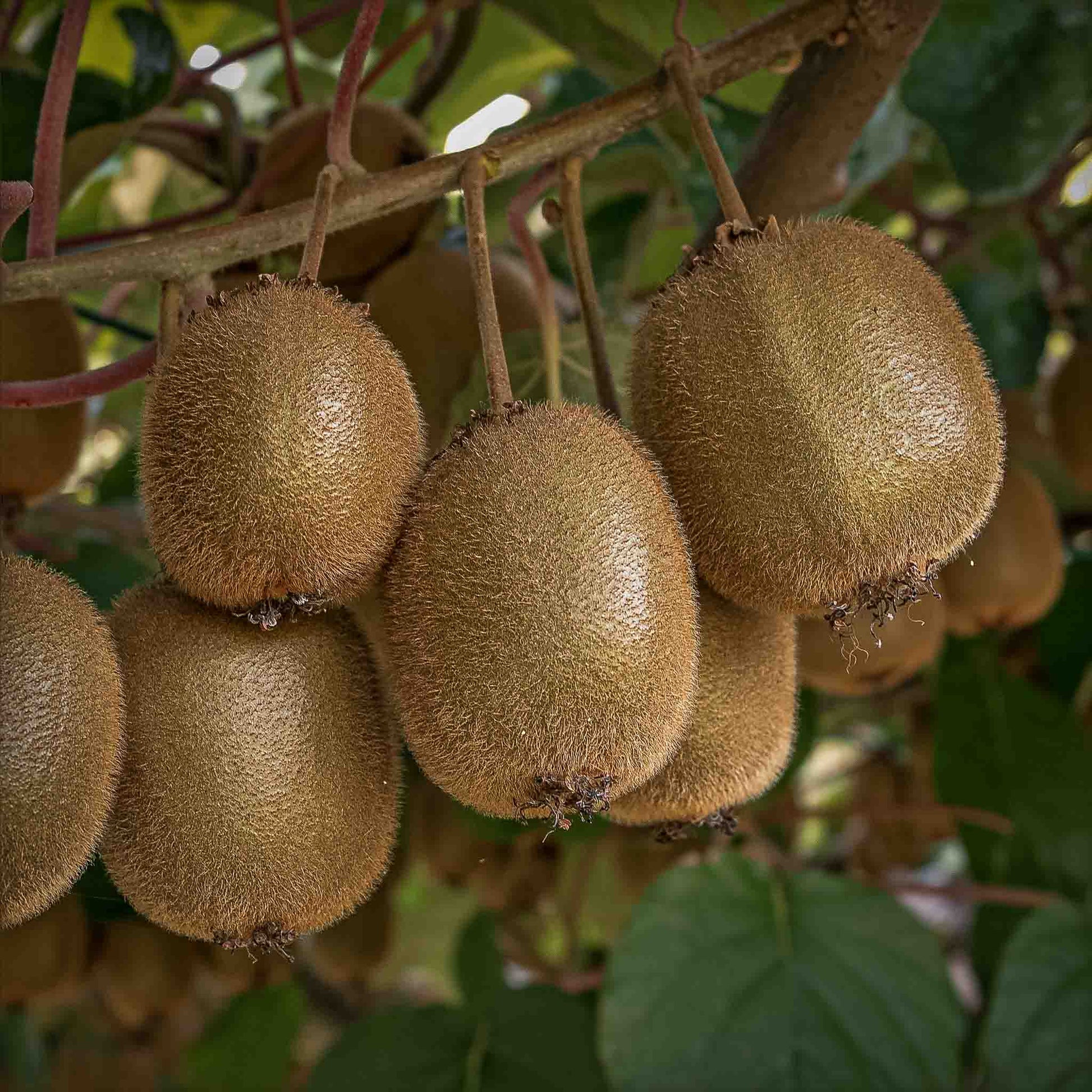 Close-up view of Saanichtone Fuzzy Kiwi.  