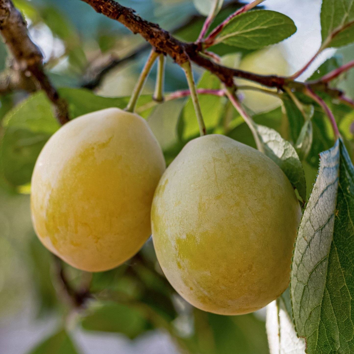 Close-up view of two, yellow, Shiro plums. 