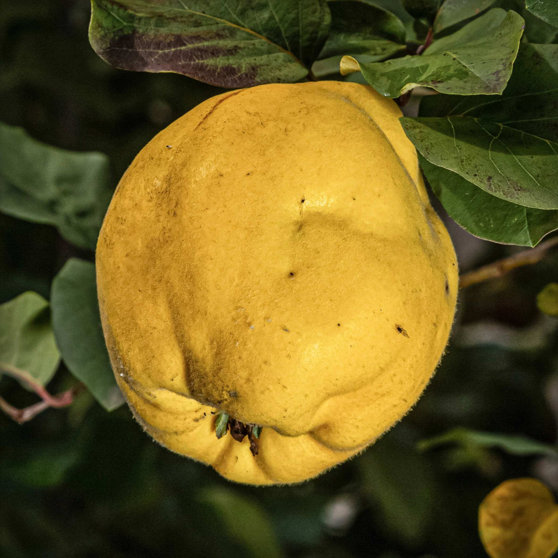 Close-up view of bright yellow Smyna quince.