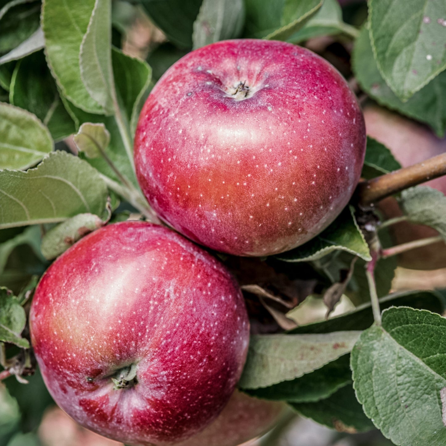 Close-up view of two Spartan red apples. 