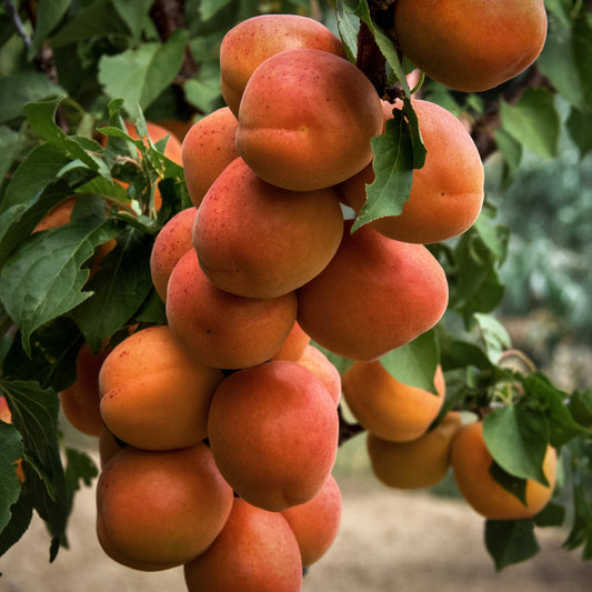 Close-up view orange Tilton Apricots.