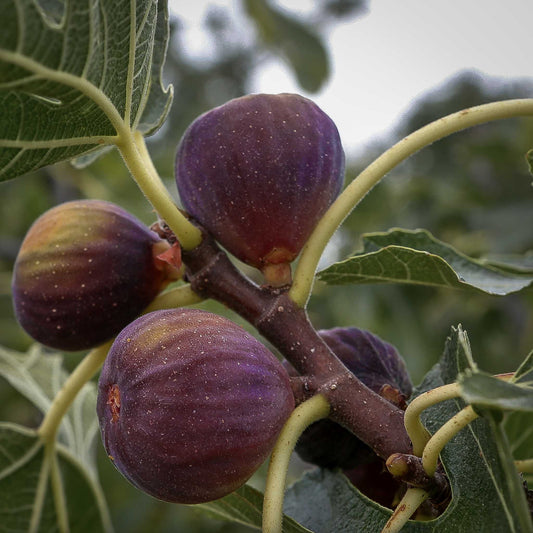 Close-up view Violette de Bordeaux fig. 