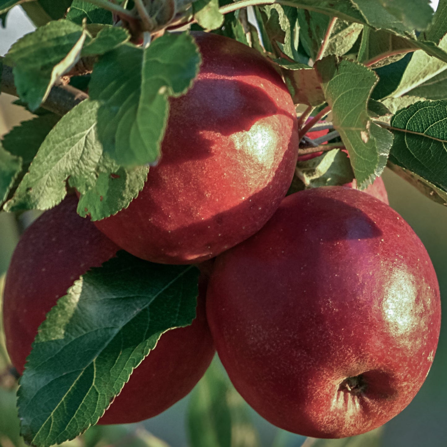 Close-up view of three red Zestar apples. 