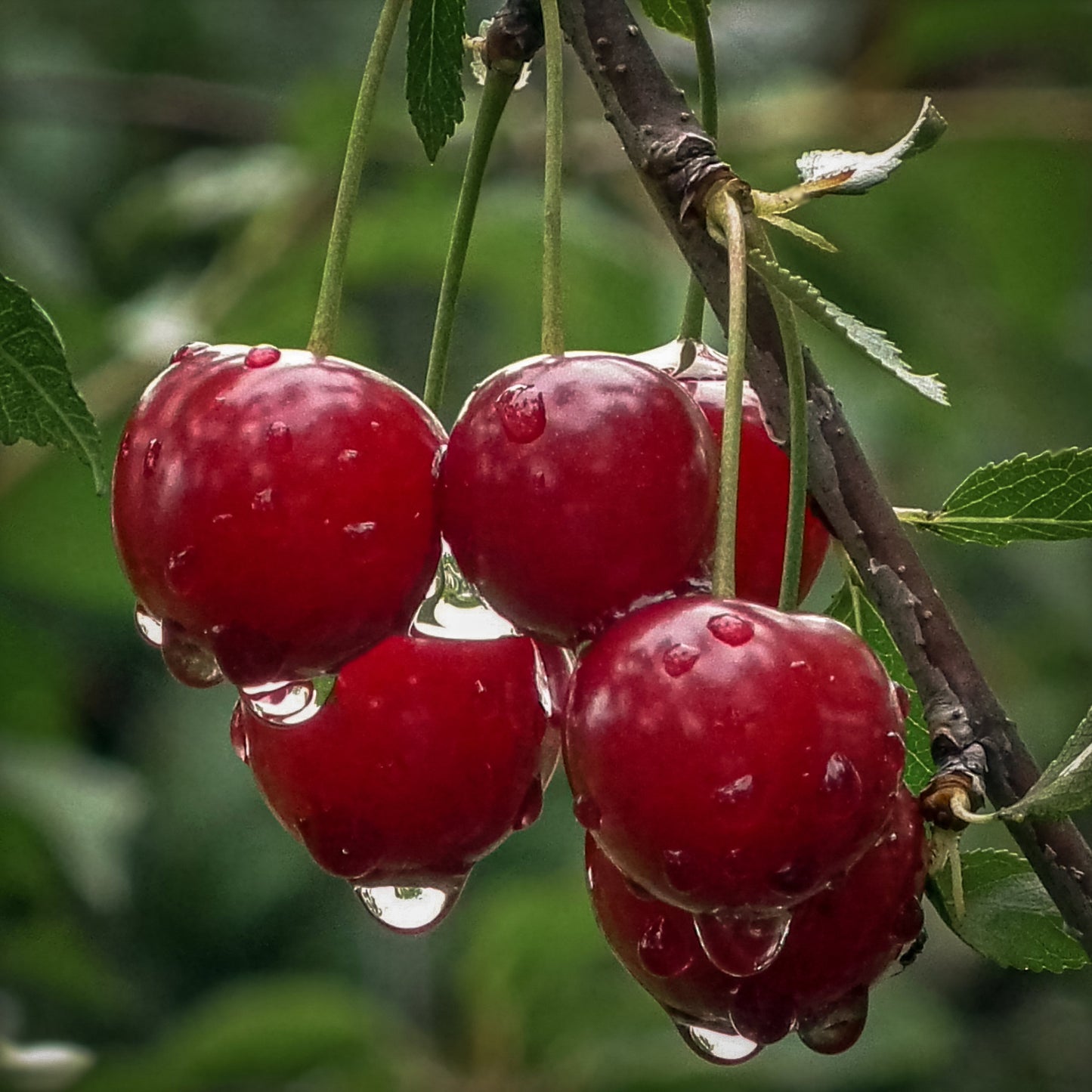 Close-up view of bright red Lapin cherries.