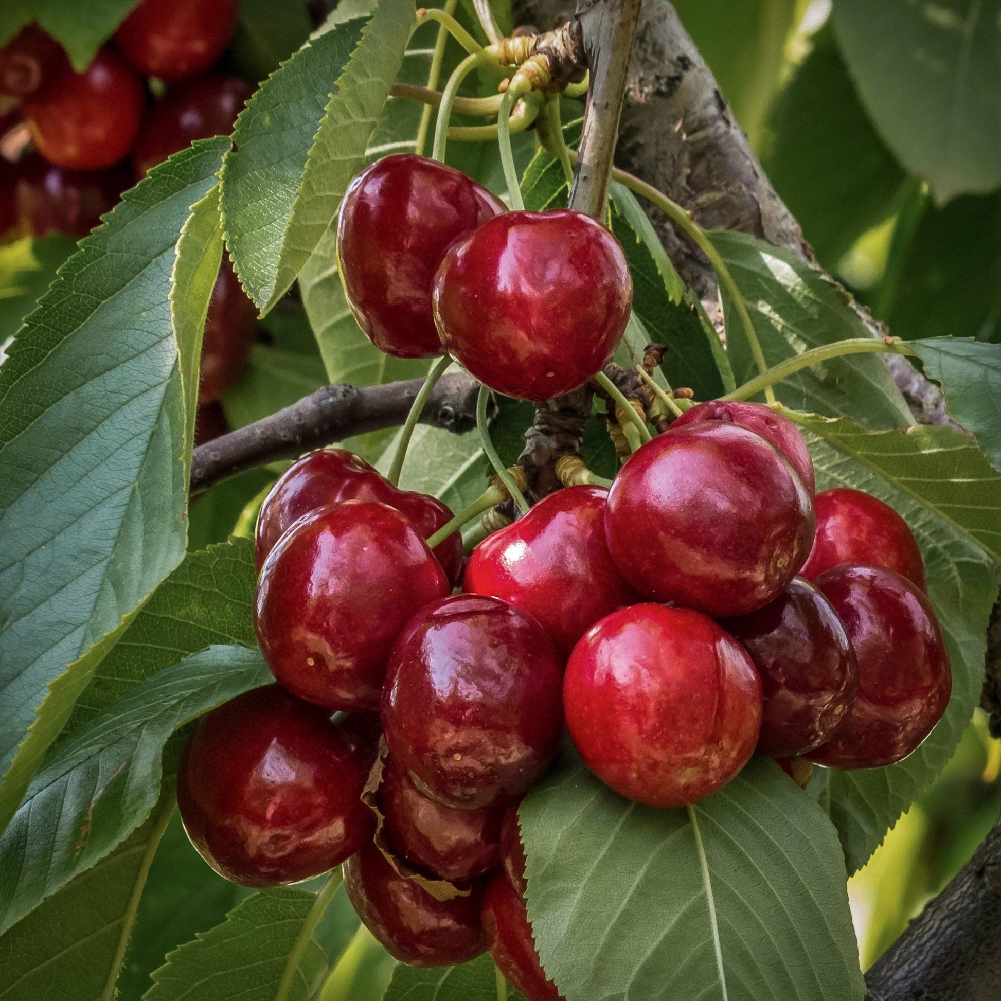 Close-up view of red Stella cherry.